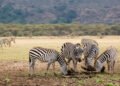 List of colleges in Manyara