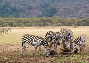 List of colleges in Manyara